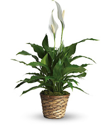 Simply Elegant Spathiphyllum - Small from Brennan's Florist and Fine Gifts in Jersey City
